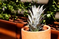 Plante o abacaxi na terra