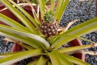 Abacaxi em desenvolvimento