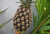 Abacaxi pronto para colher