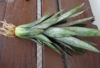 Raízes com +/- 1 cm