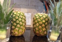 Coloque as coroas na água para enraizarem