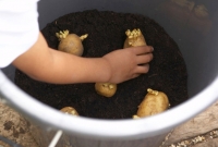 Plante as batatinhas com os brotos para cima