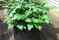 Batatas precisam de luz direta