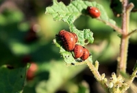 A batata está sujeita a várias pragas