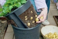 Colhendo as batatinhas