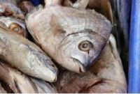 Cabeça e ossos de peixe