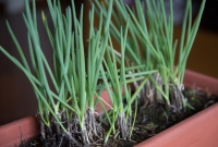 Cebolinha plantada em vaso
