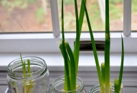 Coloque em um vidro com água