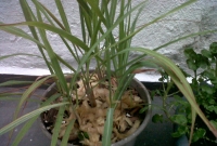 Capim cidreira plantado no vaso