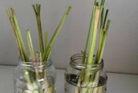 Deixe na água limpa para enraizar