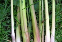 Arranje alguns colmos de capim cidreira