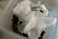 foto 8 - Mix de restos de vegetais + filtro de papel usado