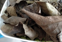 foto 10 - Colocar uma camada de folhas secas sobre os vegetais