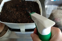 foto 13 -  Pulverizar a terra seca com água sem encharcar