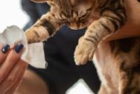 cuidados com  seu pet