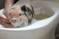 cuidados com os pets