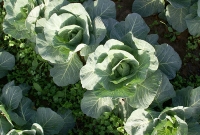 Repolho já desenvolvido