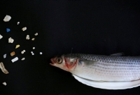 Peixes podem morrer ao se alimentar de resíduos de plástico