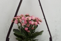 Vaso suspenso